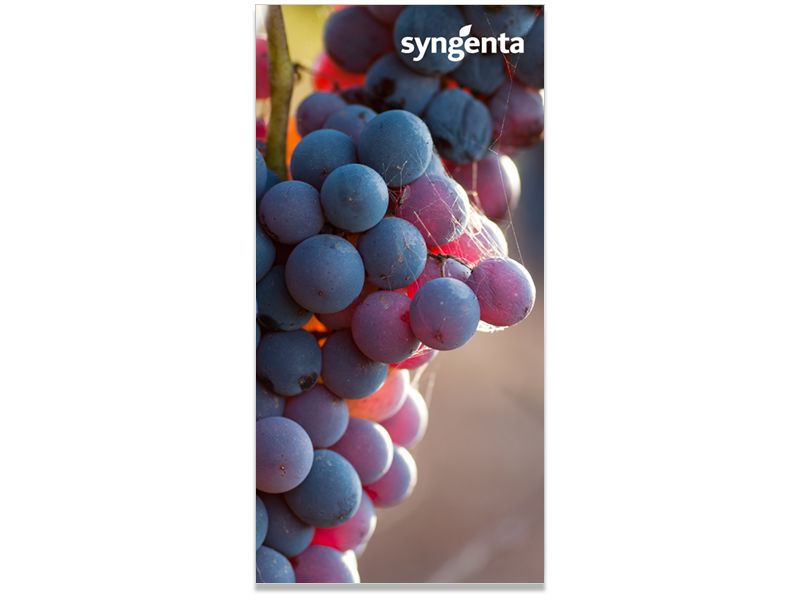Syngenta Internal Branding 18x36 1.jpg